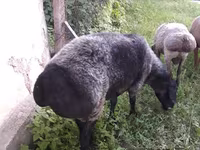 Sheep (batch, sex not specified), Sheep — photo 2