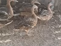 Ducks — फ़ोटो 3