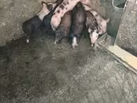 Schweine (Partie, Geschlecht nicht angegeben), Schweine — Foto 1