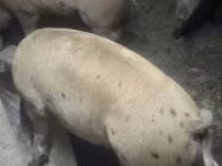 母猪, Pigs — 照片 1
