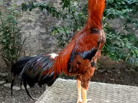 الطاوي — الصورة 3
