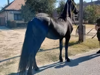 Cavalo, Friesian — foto 5