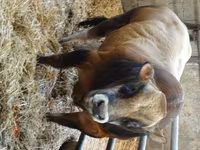 Bika, Partenaise cattle — 1. fotó