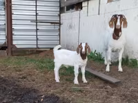 Koza, Saanen goat — foto 2