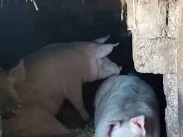 Boar, Pigs — Hungary