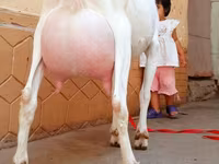 Bak, Saanen goat — 5. fotó