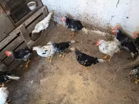 Chickens — photo 6