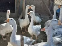 Geese — foto 2