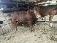 Bika, Limousin tehén — 4. fotó