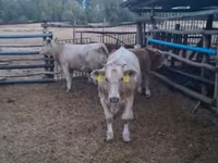 Bika, Simmental cattle — 1. fotó