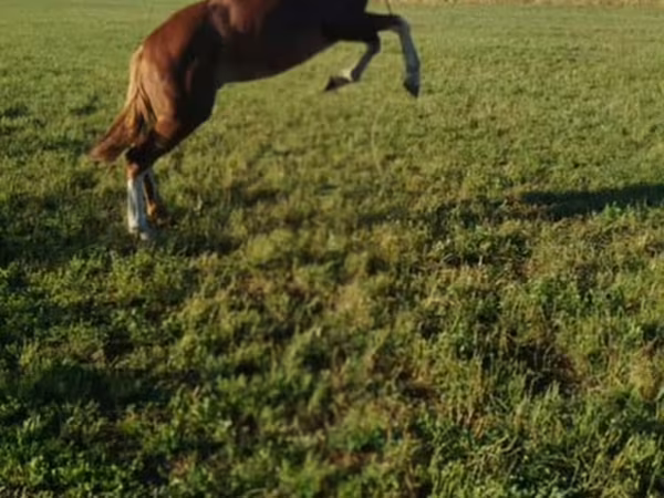 Caballo, Caballos