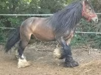 Hengst, Gypsy horse — Foto 1