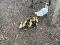 Ducks — 3. fotó