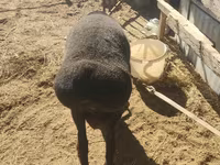 Kos, Blackheaded Persian sheep — 4. fotó