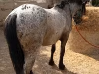 घोड़ा, Appaloosa — फ़ोटो 1