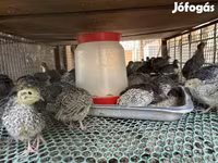 Quails — 3. fotó