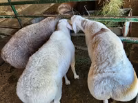 Ram, Sheep — photo 1