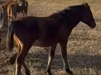 حصان, Mugalzhar horse — الصورة 2