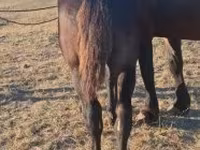 حصان, Percheron — الصورة 4