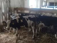 Bulle, Holstein-Rasse — Foto 2