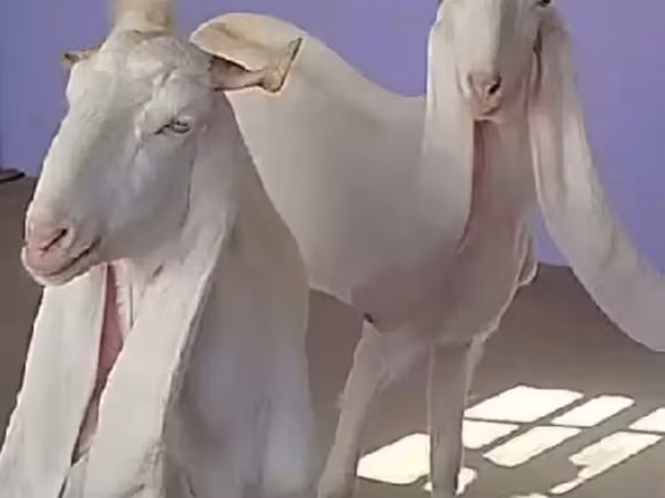 बकरी, Gulabi goats