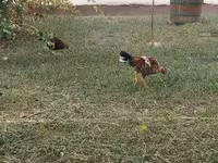 Chickens — foto 6