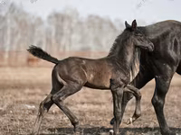 حصان, Trakehner — الصورة 2