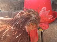 Chickens — foto 6