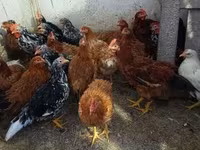 Chickens — 照片 1