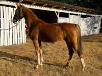 Mare, Dutch warmblood horse — photo 3
