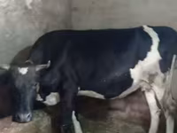 Cow, Russian Black pied cattle — photo 1