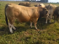 Býk, Aubrac cattle — foto 5