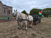 Madyan, Percheron — foto 8