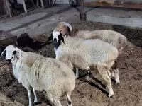 Ovelhas (lote, sexo não especificado), Ovelhas — foto 3