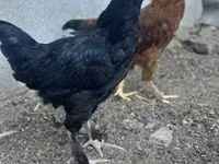 Chickens — zdjęcie 4