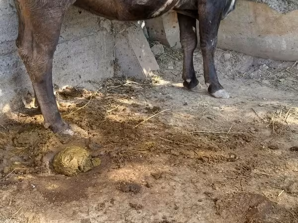 Krowa, Rasa alatauska