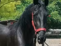 Бие, Friesian — 3-сурет