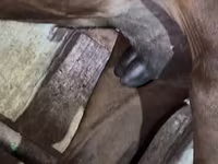 母马, Horses — 照片 5