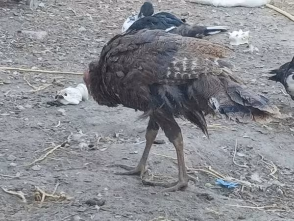 Turkeys