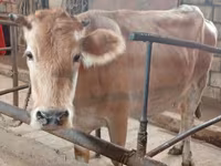 Tehén, Simmental cattle — 2. fotó