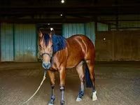 Hing, Quarter Horse — 7. fotó