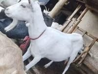 母山羊, Saanen goat — 照片 7