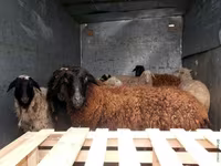 Kos, Suffolk sheep — 2. fotó