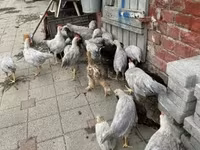Chickens — Foto 2