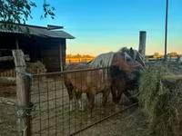 Kanca, Hungarian horse breed — 5. fotó