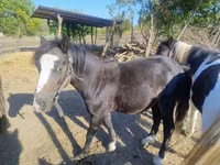 Horse (M), Horses — photo 4