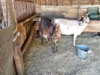 Cabra, Cabras — foto 5