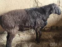 Kos, Hissar sheep — 4. fotó