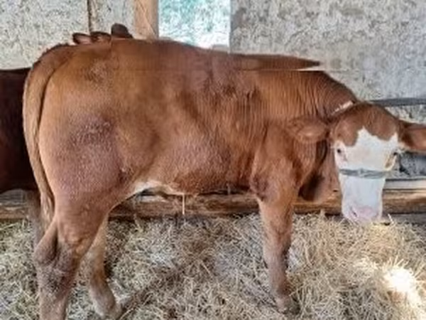 Bull, Limousin cow — Hungary
