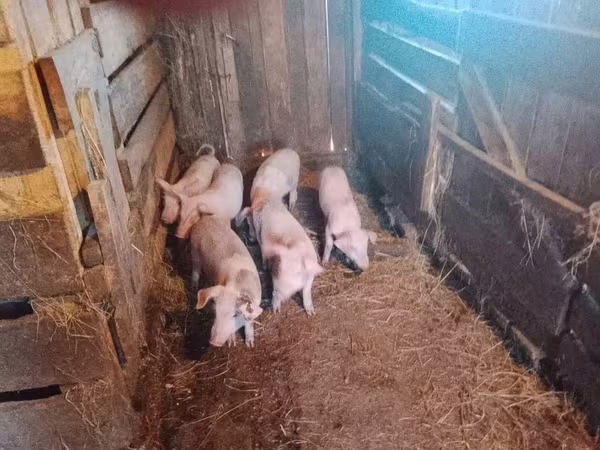 Prasata (šarže, pohlaví neuvedeno), Prasata